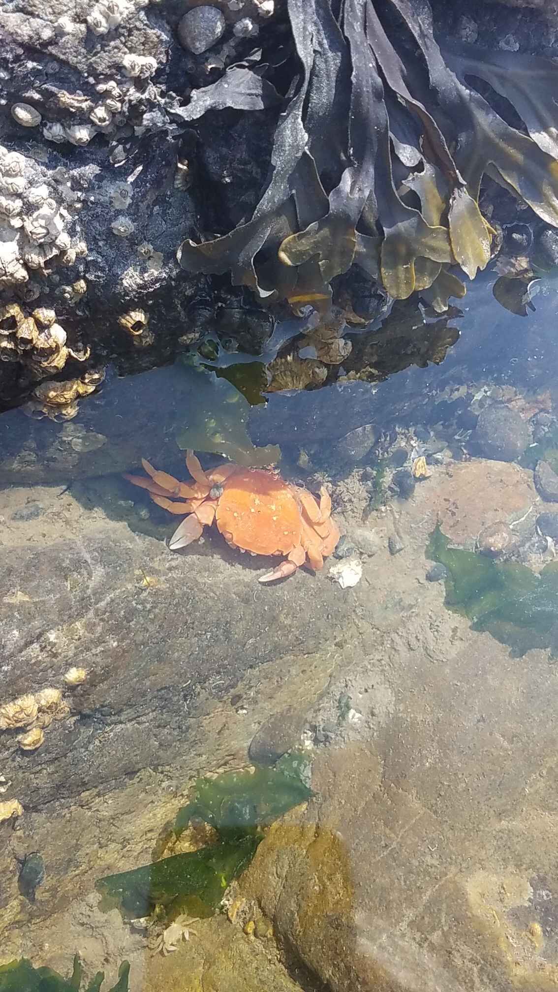 A crab on a rocky shore with seaweed and clear water.