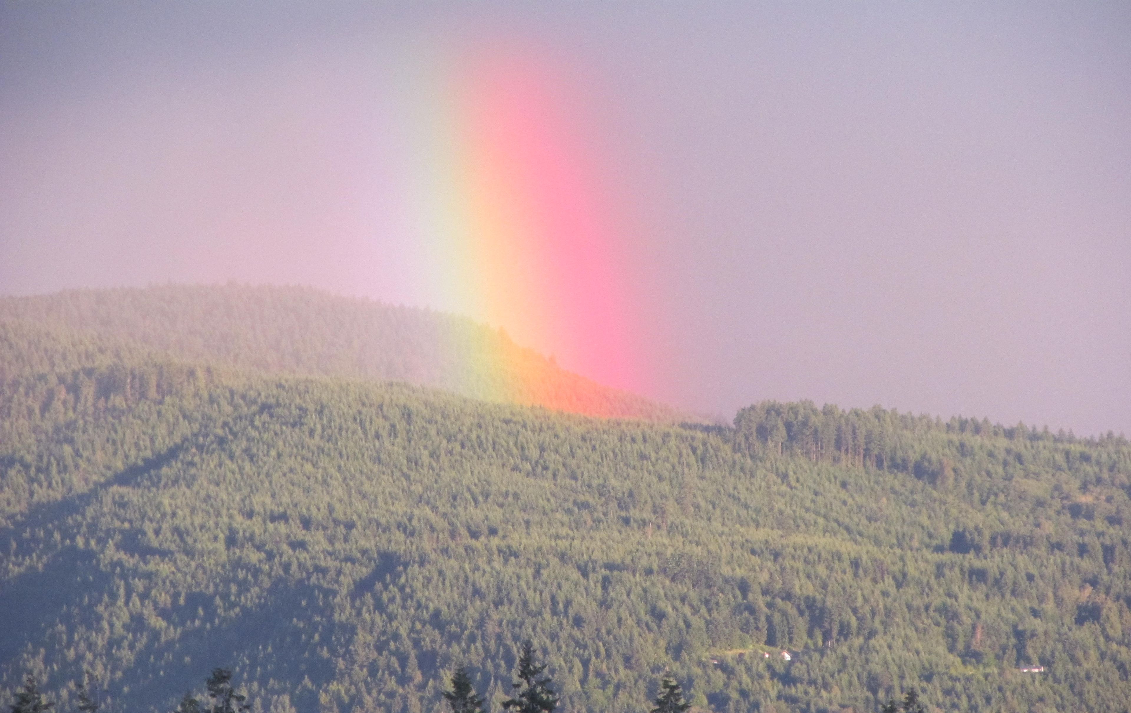 A forested hillside with a visible rainbow.