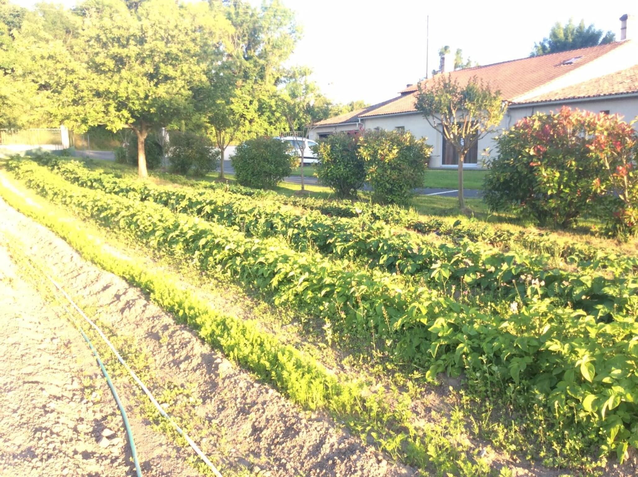 A garden with rows of plants, a house, and a car in the background.