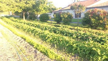 A garden with rows of plants, a house, and a car in the background.