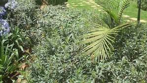 A courtyard with a variety of plants and a pathway leading to a building with balconies. - Fenesi Gardens Apartments (Nairobi)