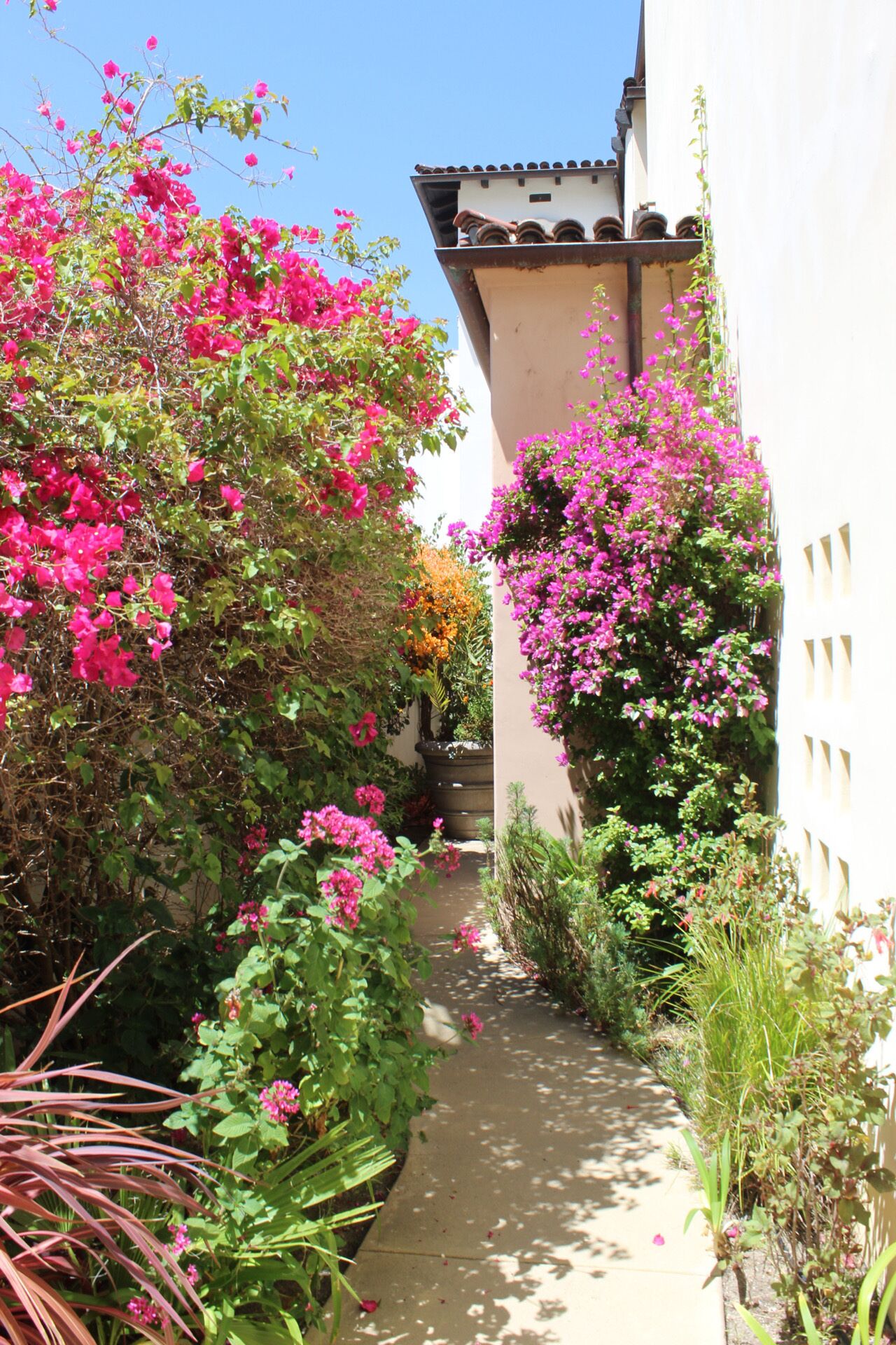 A narrow pathway flanked by lush greenery and vibrant pink bougainvillea flowers, leading to a building with a tiled roof and white walls.