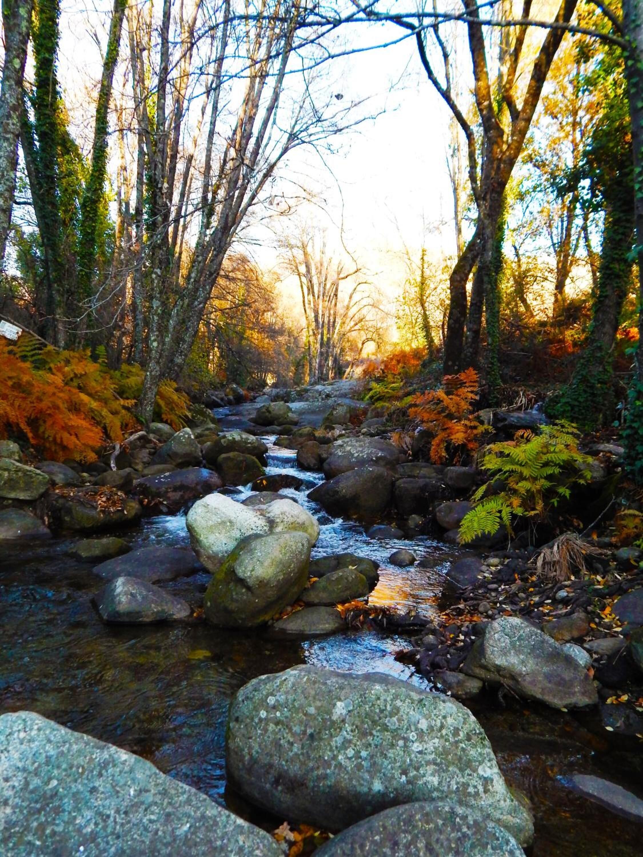 Un arroyo con rocas y árboles en un entorno boscoso.