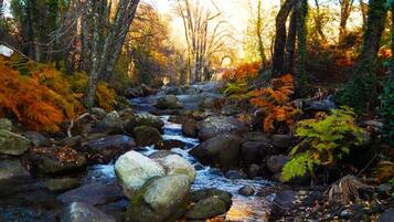 A stream with rocks and trees in a forest setting.
