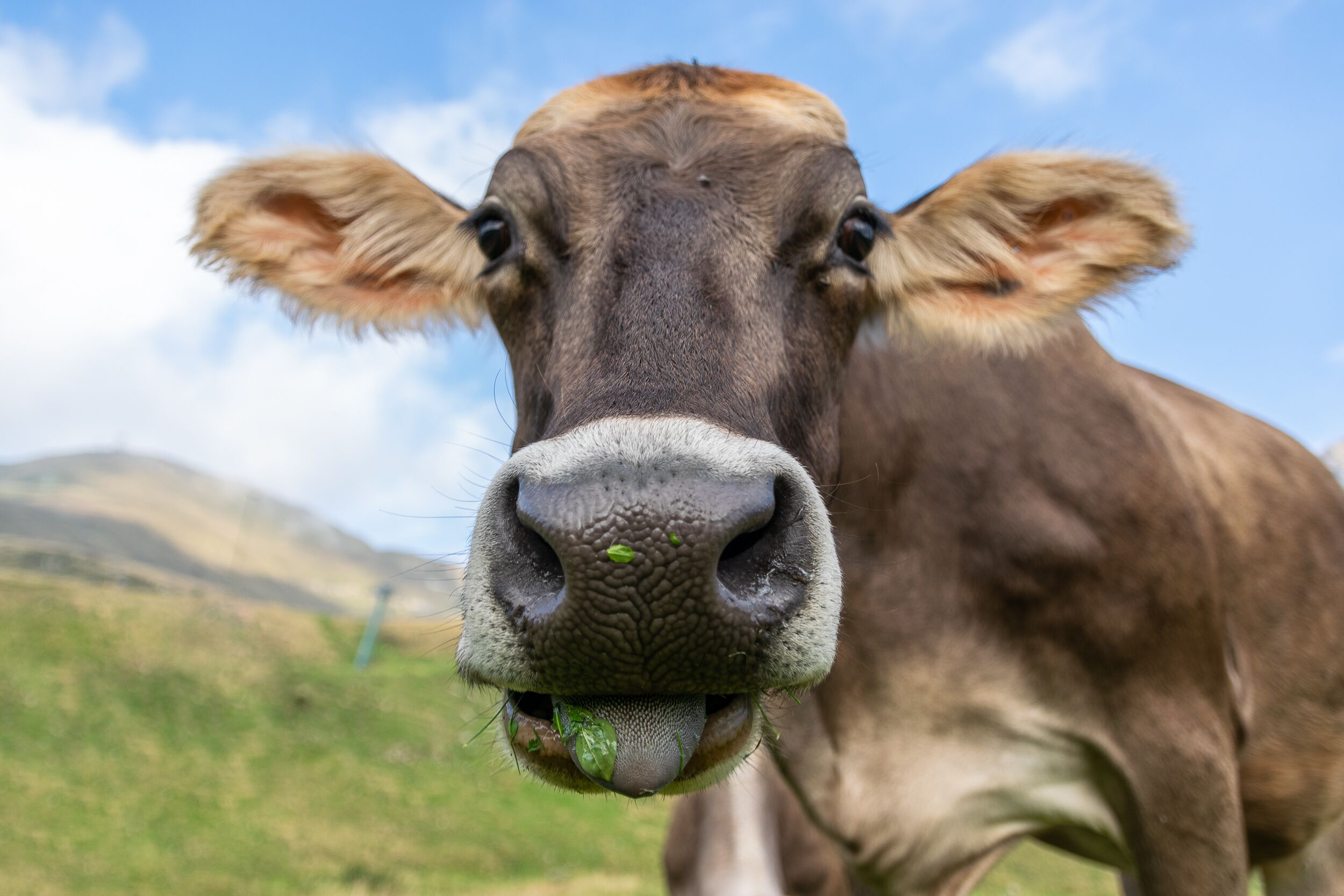 Un primer plano del rostro de una vaca, con un campo de hierba y montañas al fondo.