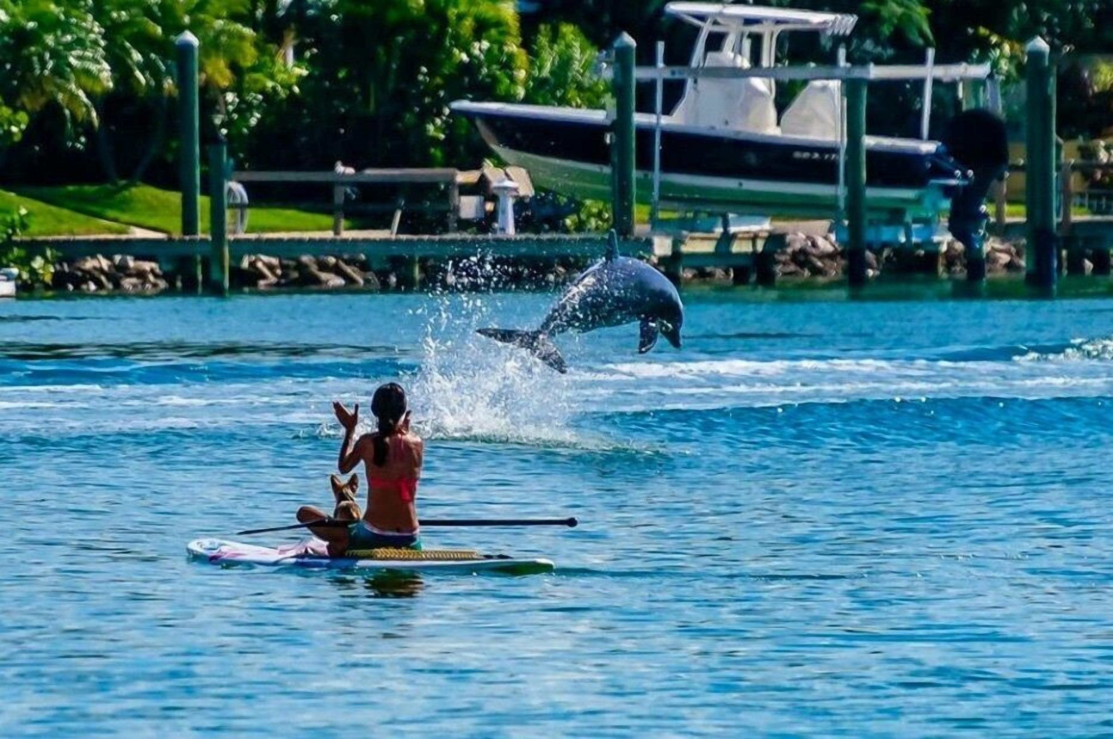Eine Person steht auf einem Stand-Up-Paddle auf dem Wasser, während ein Delfin in der Nähe springt.