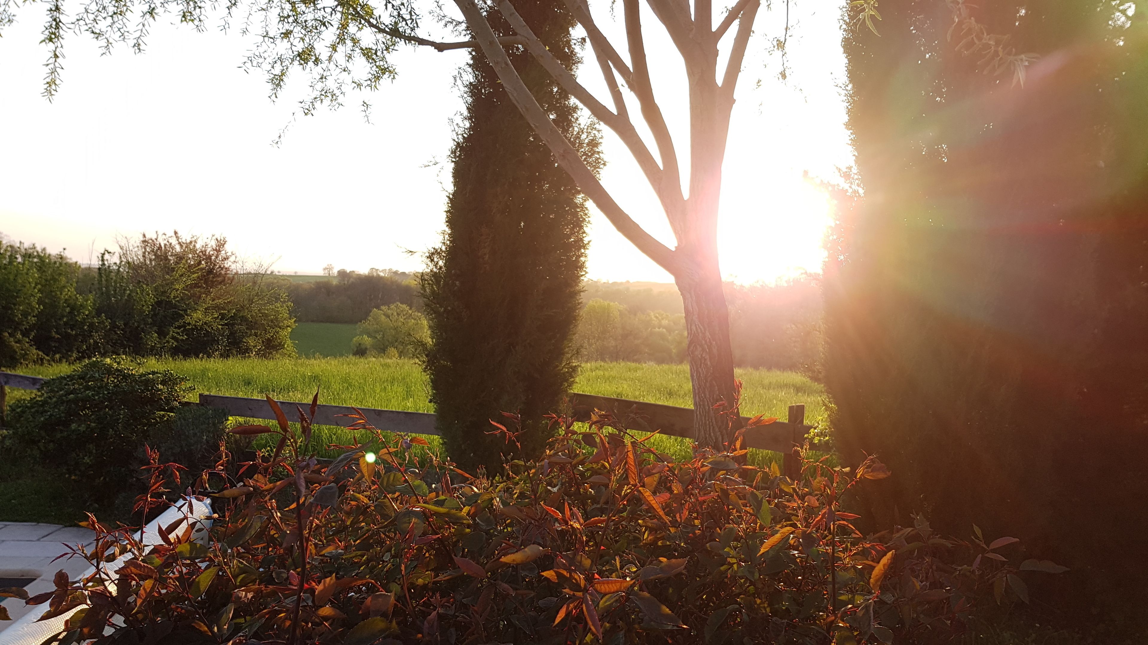 A garden with a wooden fence, trees, and a grassy field in the background.