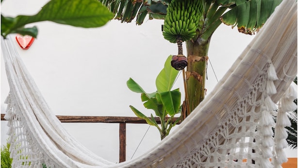 A hammock tied to a tree with a banana plant, a wooden chair, and a potted plant. - B&B Buenavista del Norte (Buenavista del Norte)