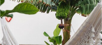 B&B Buenavista del Norte