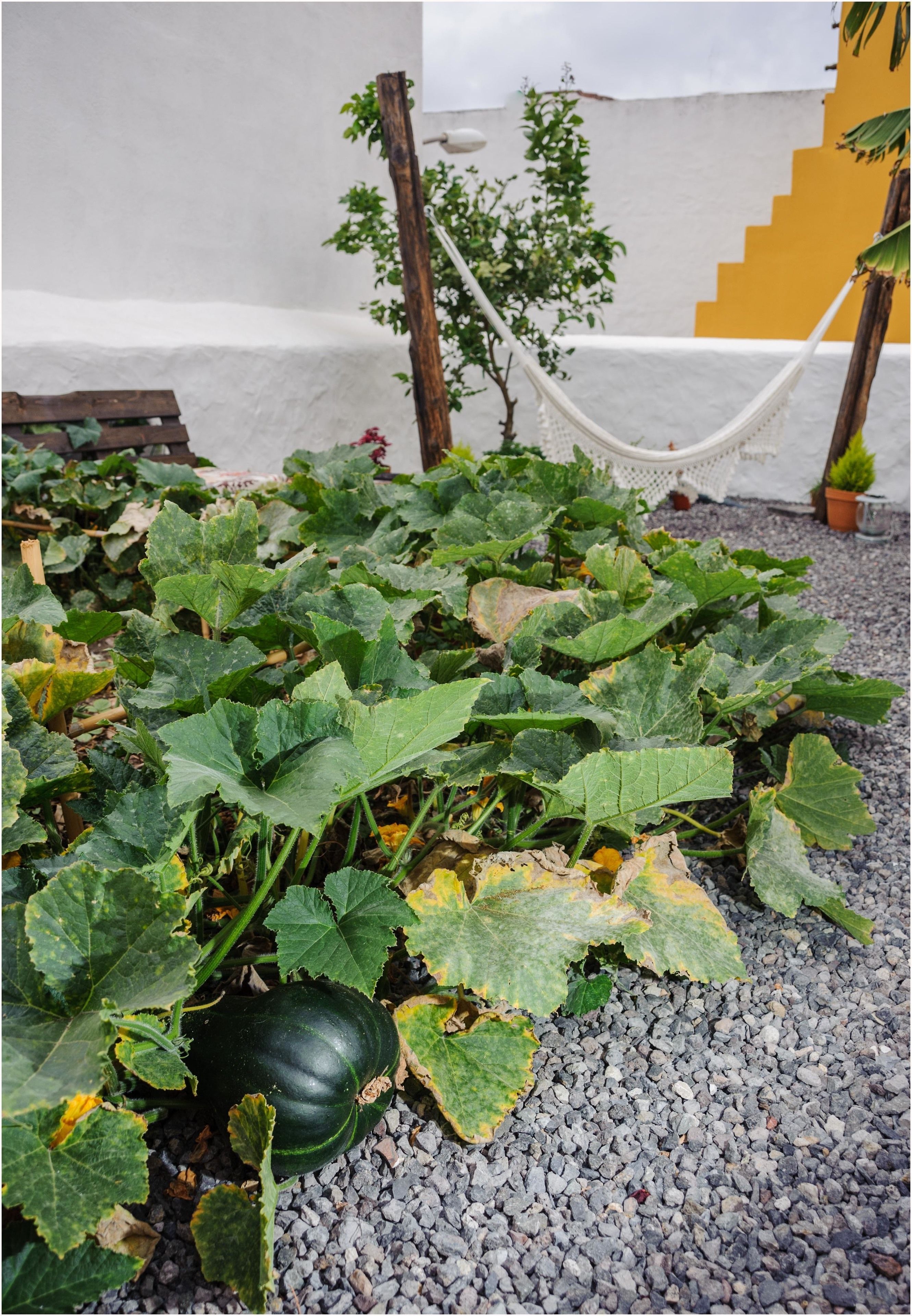 Ein Garten mit einer Hängematte und einem Blumentopf.