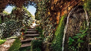 A stone staircase surrounded by lush greenery and climbing plants, leading up to a higher level.