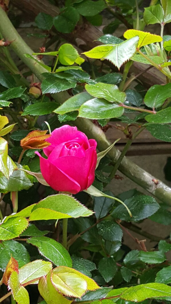 A rose bush with a single pink rose in bloom, surrounded by green leaves and unopened buds. - L'escale de Bel Air (Gauriac)