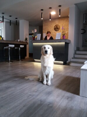 Reception - Hotel Perpoin (Saluzzo)