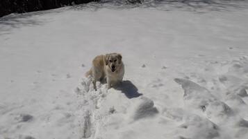 Un chien se tient dans un endroit enneigé.