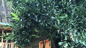 A wooden door with a number 11 sign, a wooden staircase leading to a door, and a tree with green leaves in front of a building. - Olympos Tatilya Pansiyon (Kumluca)
