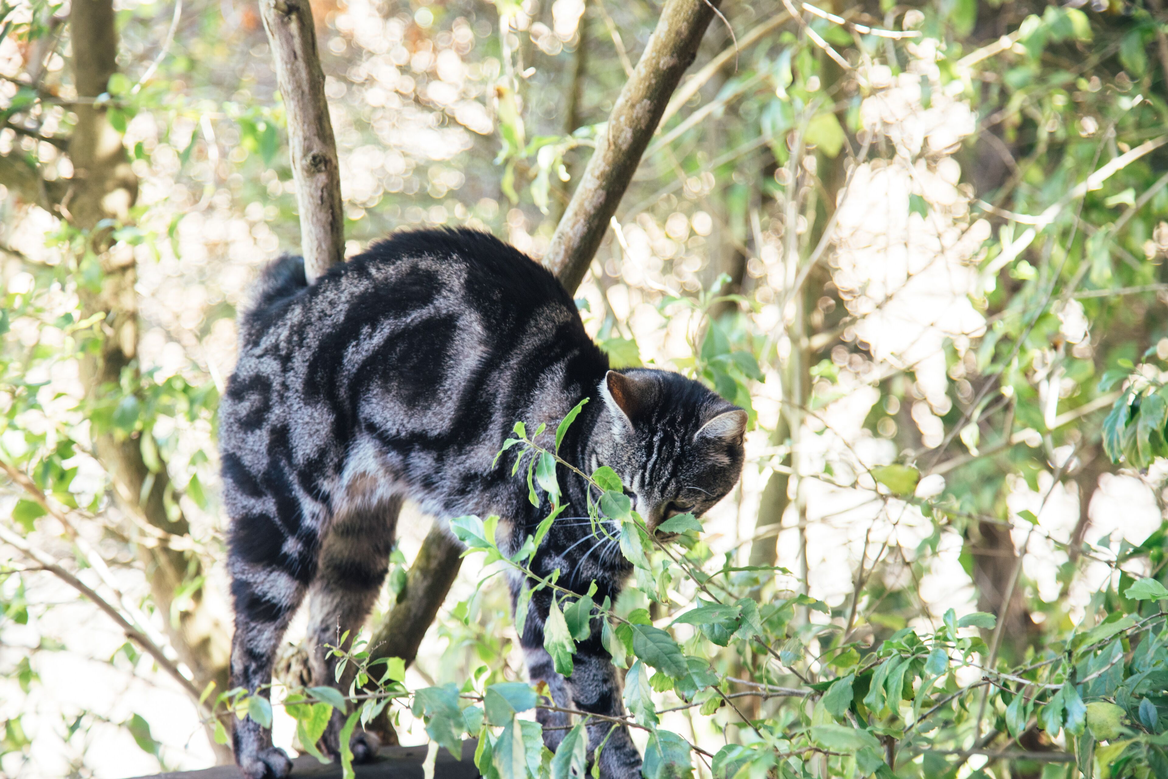 Photo - The Log Collective