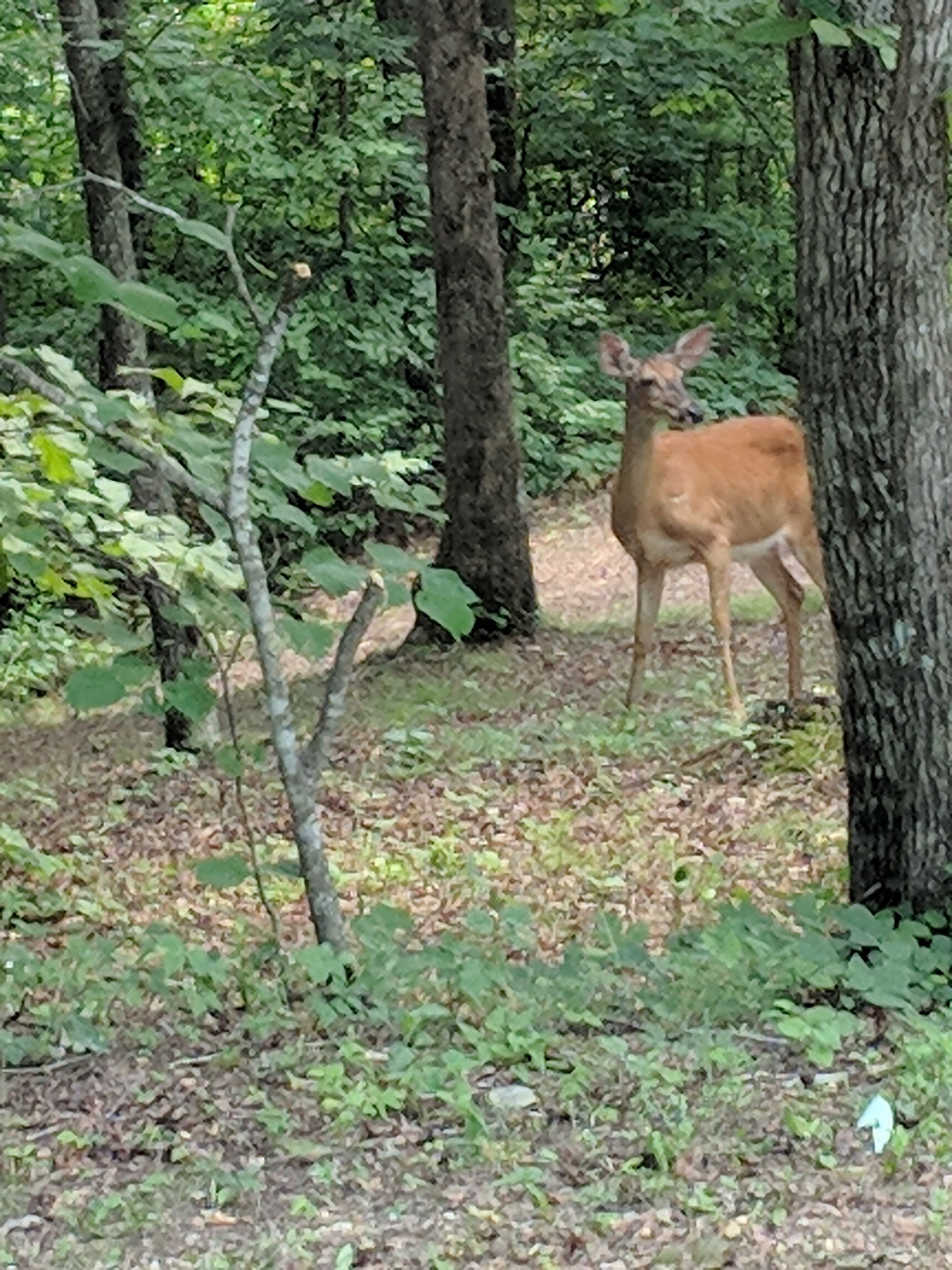 A deer in a forested area with trees and underbrush.