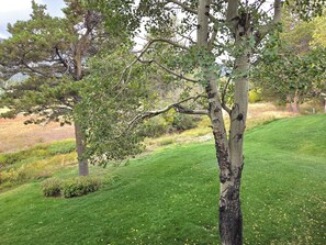 A well-maintained grassy area with a variety of trees, including a prominent birch tree with a distinctive bark pattern. - Snowcreek Resort Vacation Rental 456 (Mammoth Lakes)