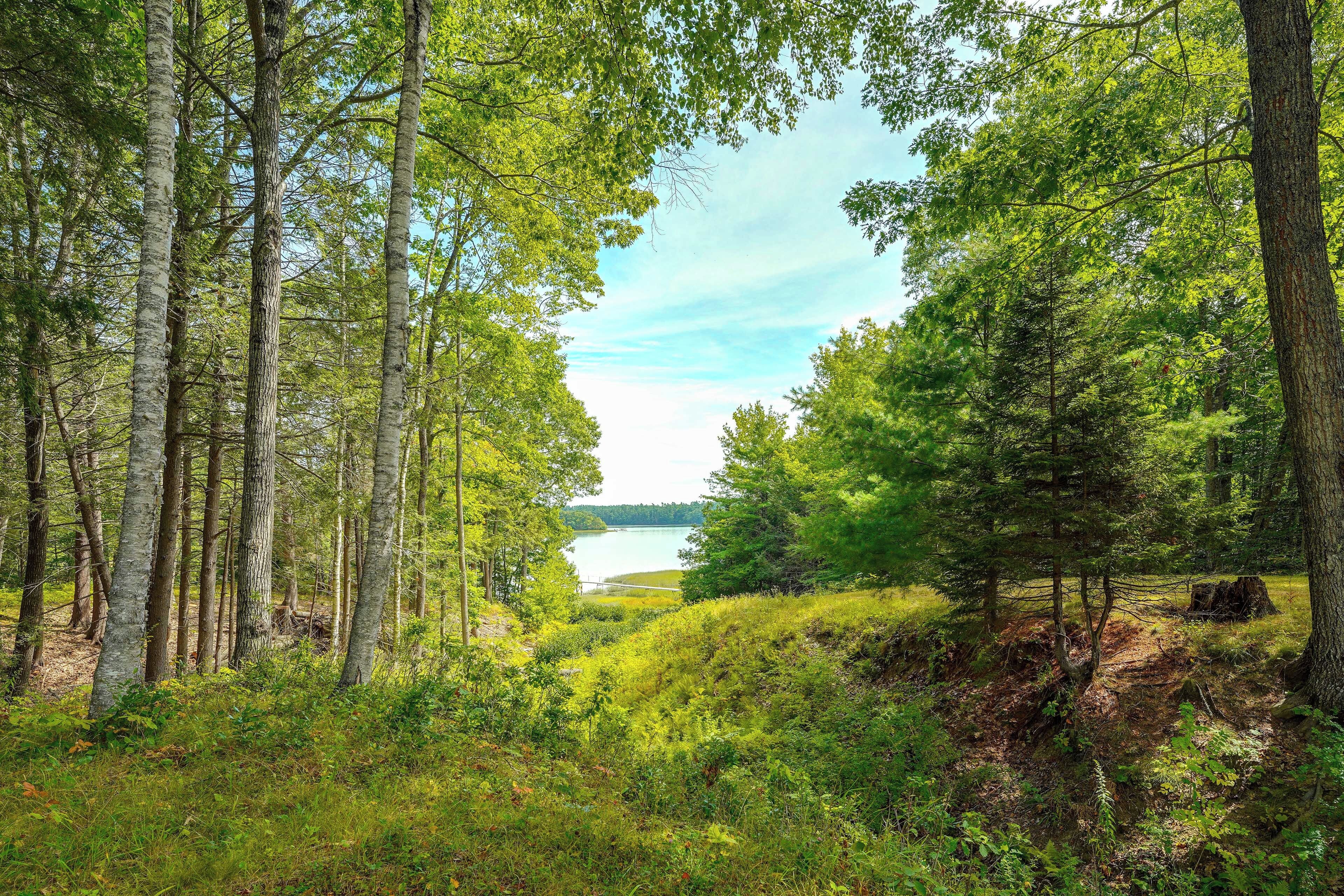 A forested area with a lake in the background.
