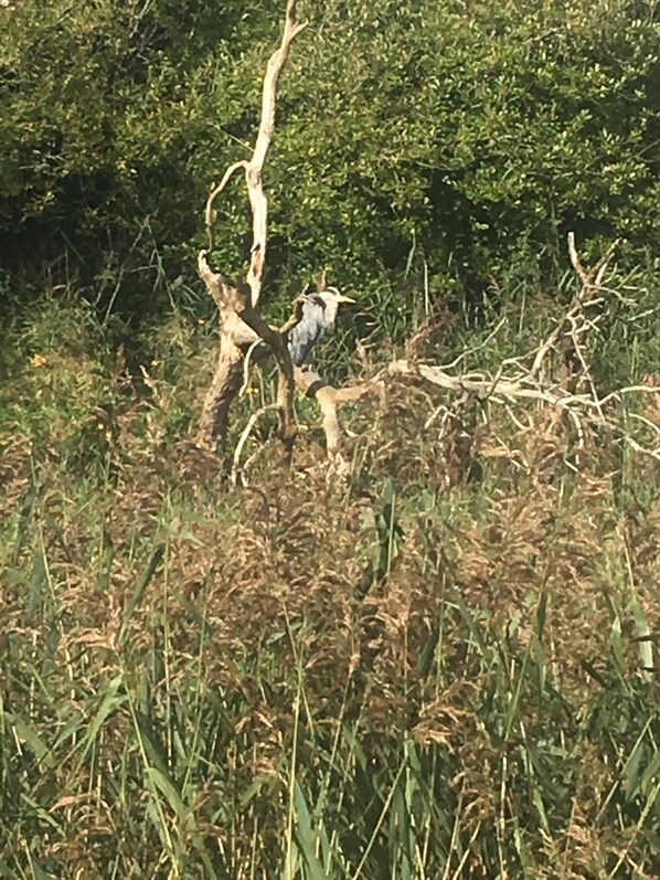 Een vogel zit op een tak in een natuurlijke omgeving.