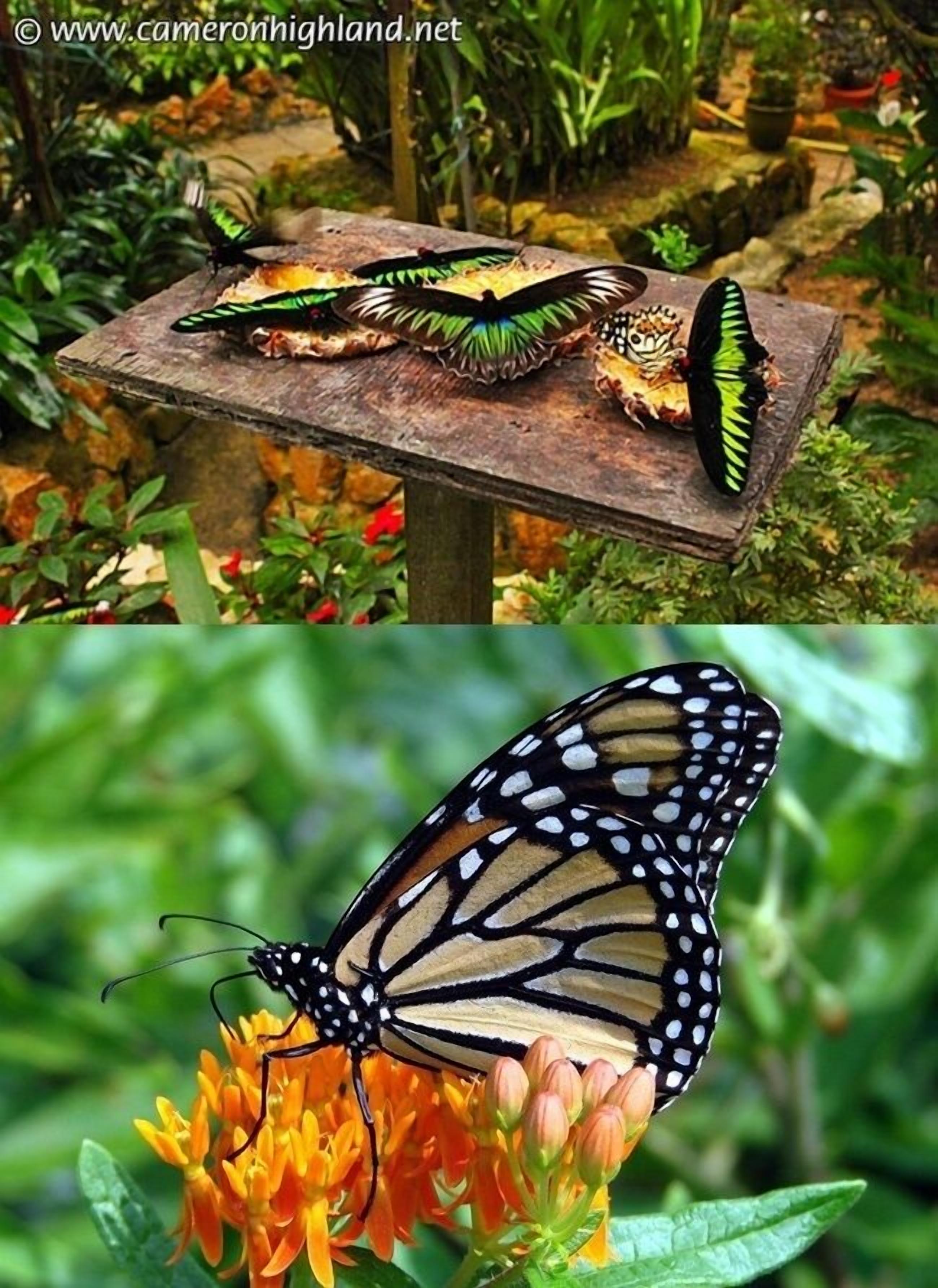 Ein Schmetterling auf einer Holzoberfläche mit Grünpflanzen im Hintergrund.