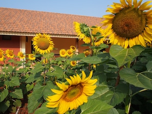 Stunning sunflowers surround a charming residential building with a red-tiled roof.