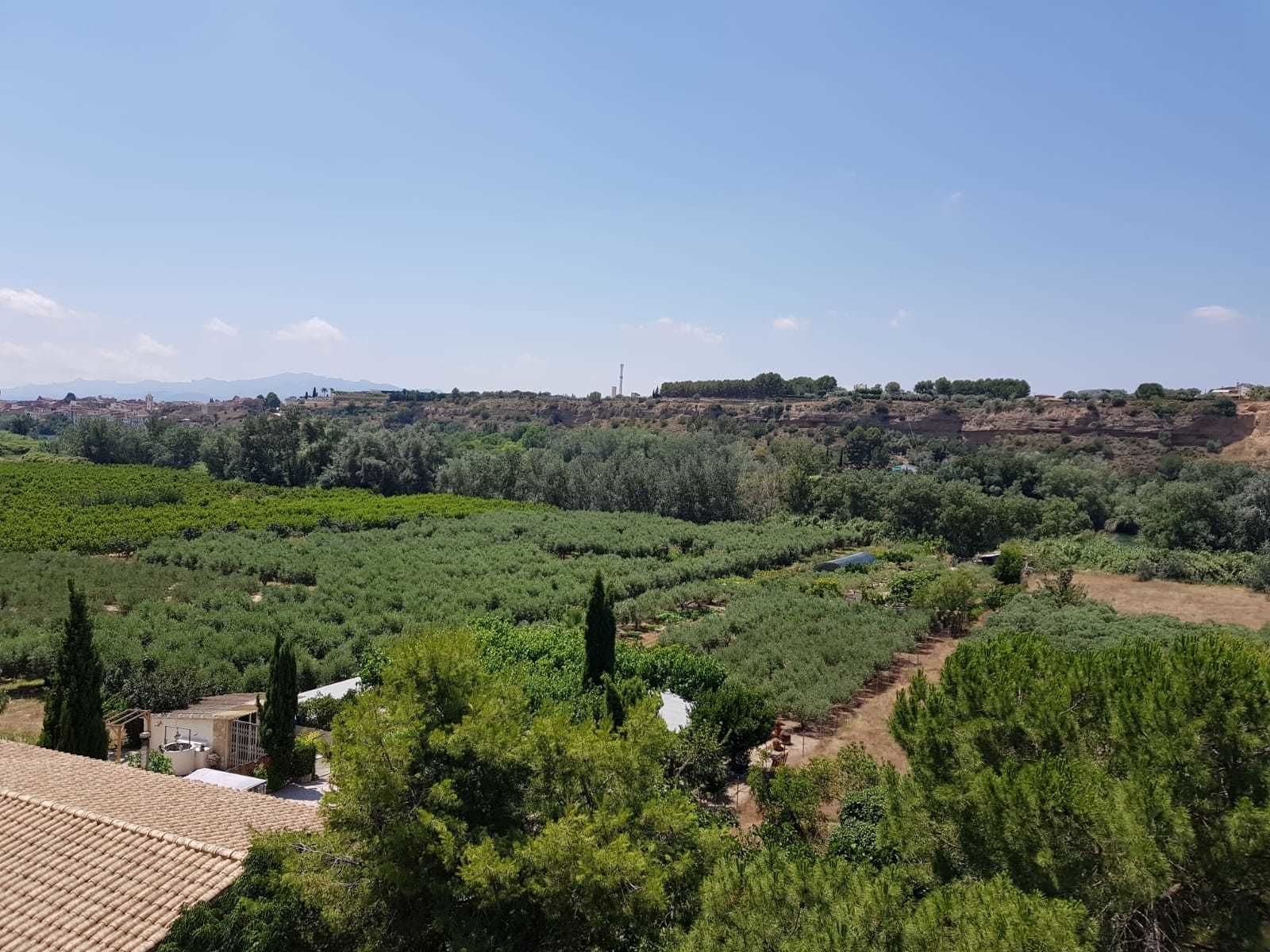A vineyard with rows of grapevines, a distant town, and a clear sky.