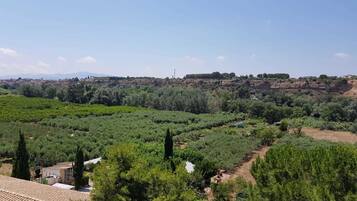 A vineyard with rows of grapevines, a distant town, and a clear sky.