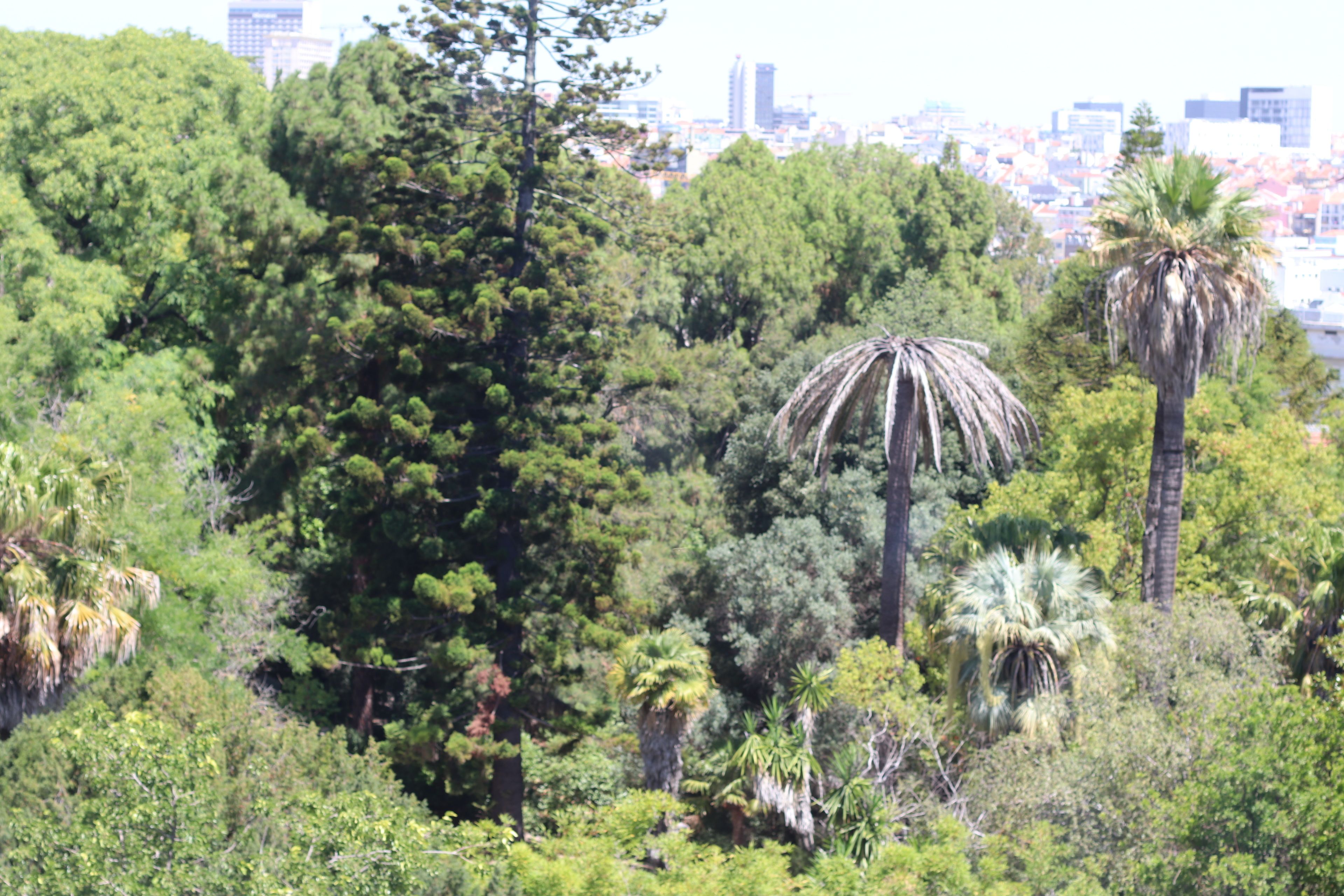 Foto - Botanic Views Guest House