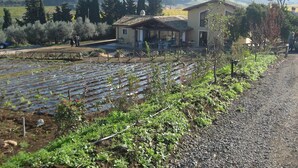 A vineyard with rows of grapevines, a building with a tiled roof, and a gravel path. - Country House Erba Regina (Frascati)