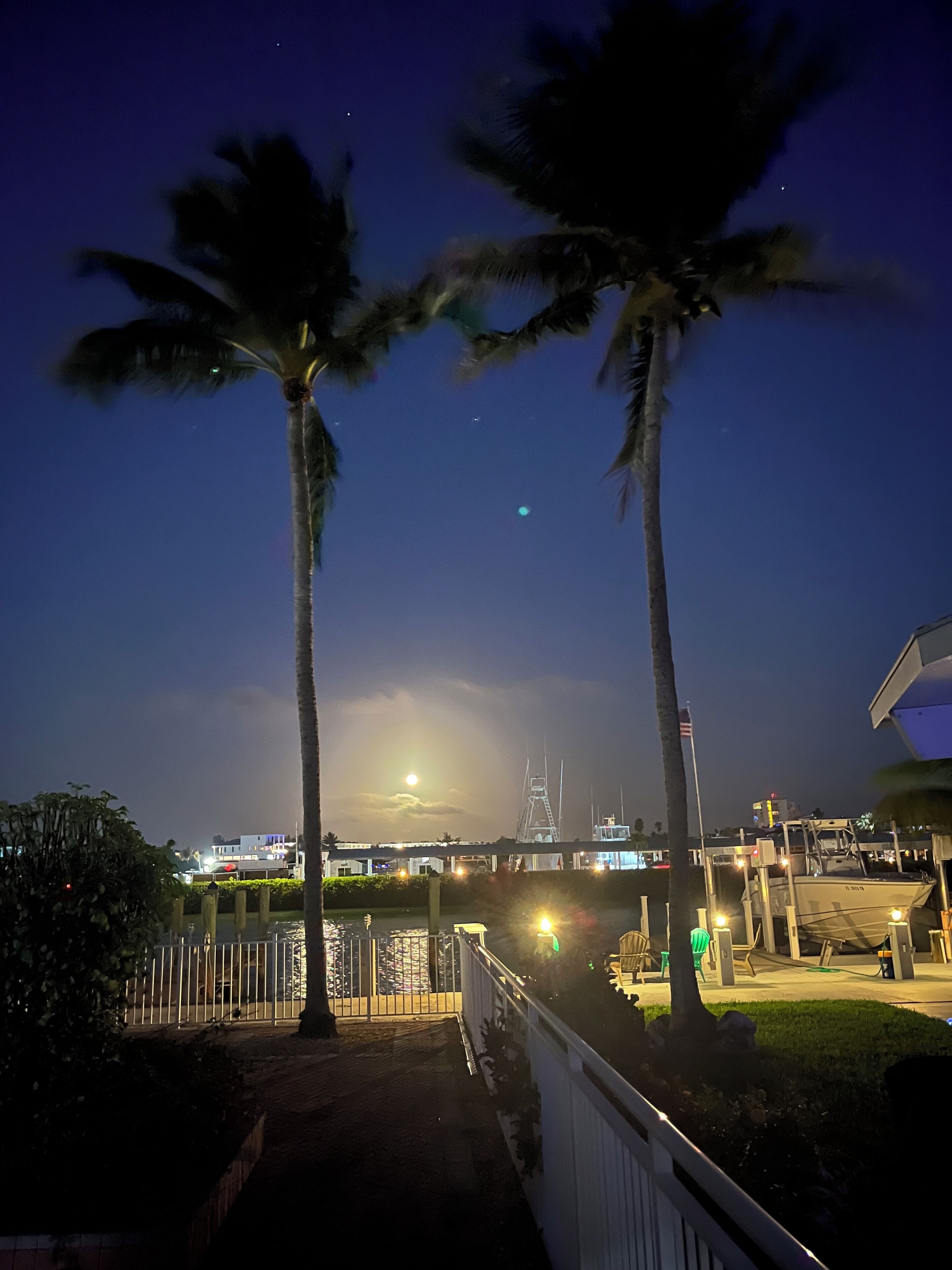 A nighttime view of a marina with palm trees, a bridge, and boats.
