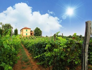 Property grounds - Cascina Desderi (Asti)