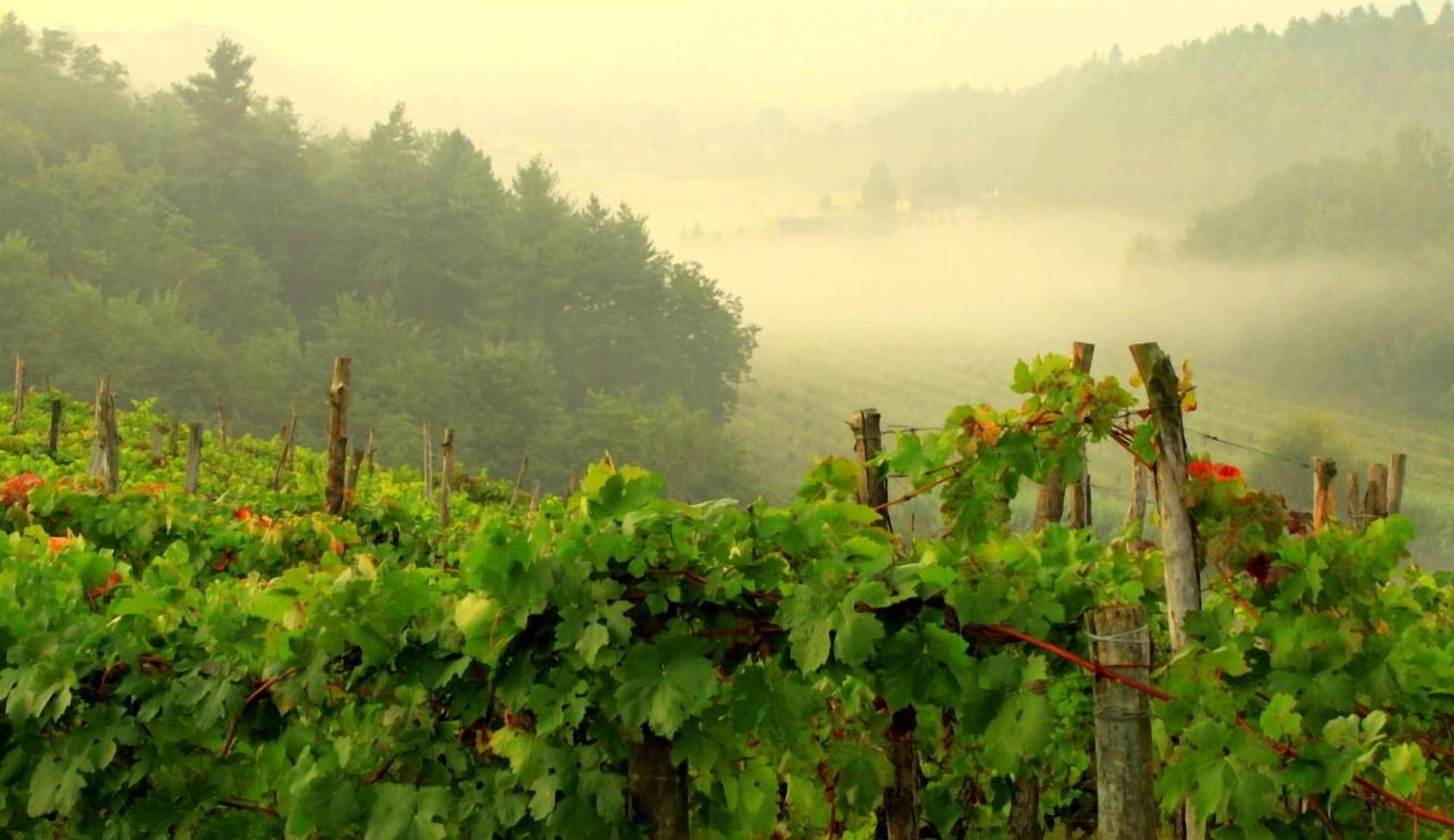 A vineyard with rows of grapevines and wooden trellises.