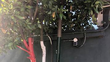 Un arbre dont le tronc est peint en rouge, en blanc et en vert, se dressant devant un mur sombre.