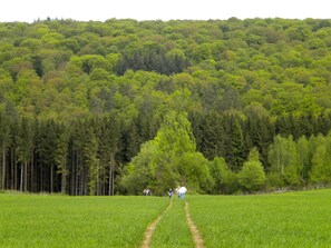 A forested hillside with a clear path leading through a green field. - Auberge du Sabotier (Saint-Hubert)