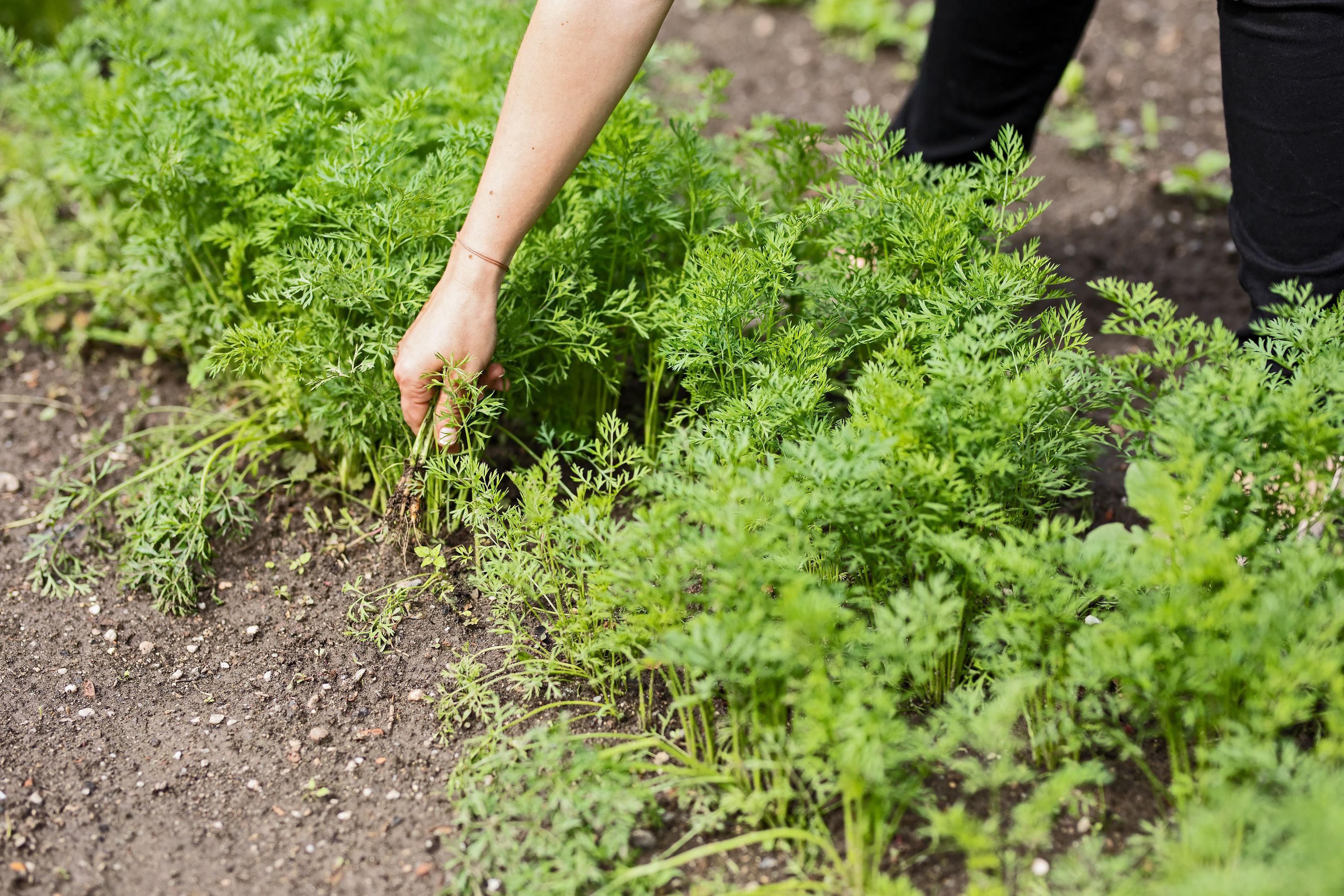 A person harvesting leafy green plants in a garden.