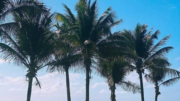 A beach with palm trees and a hammock. - pousada sal e mar (ipojuca)