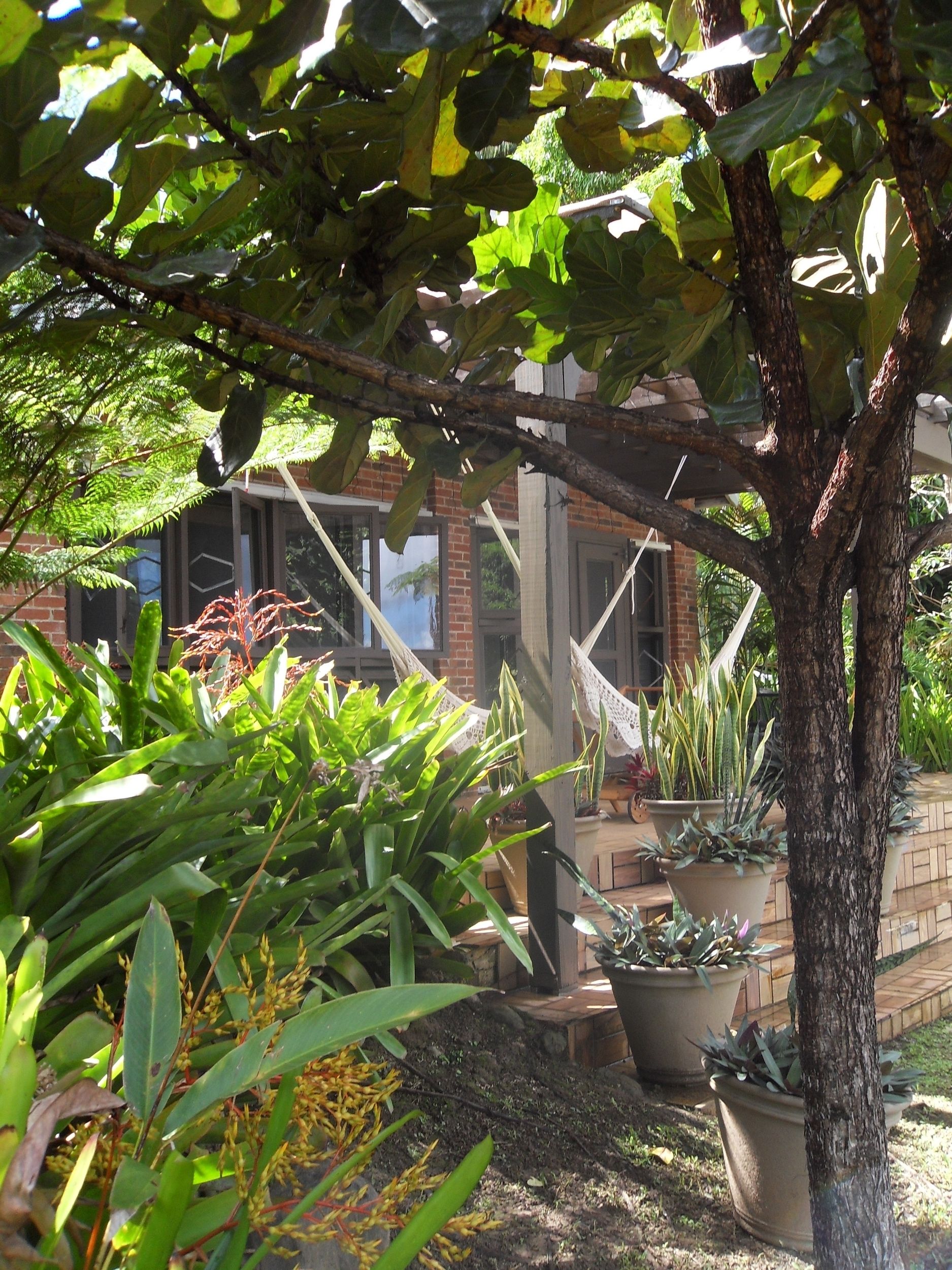 Un jardin agrémenté de diverses plantes en pot, d’un hamac et d’un mur de briques en arrière-plan.