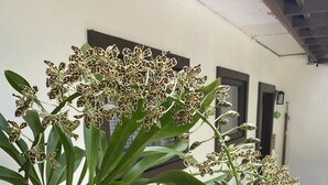 A potted orchid plant on a wooden table in a room with a staircase and a white wall.