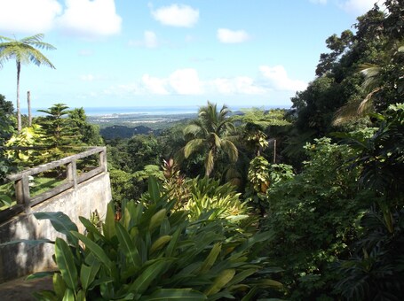 Rainforest Inn - Image 31