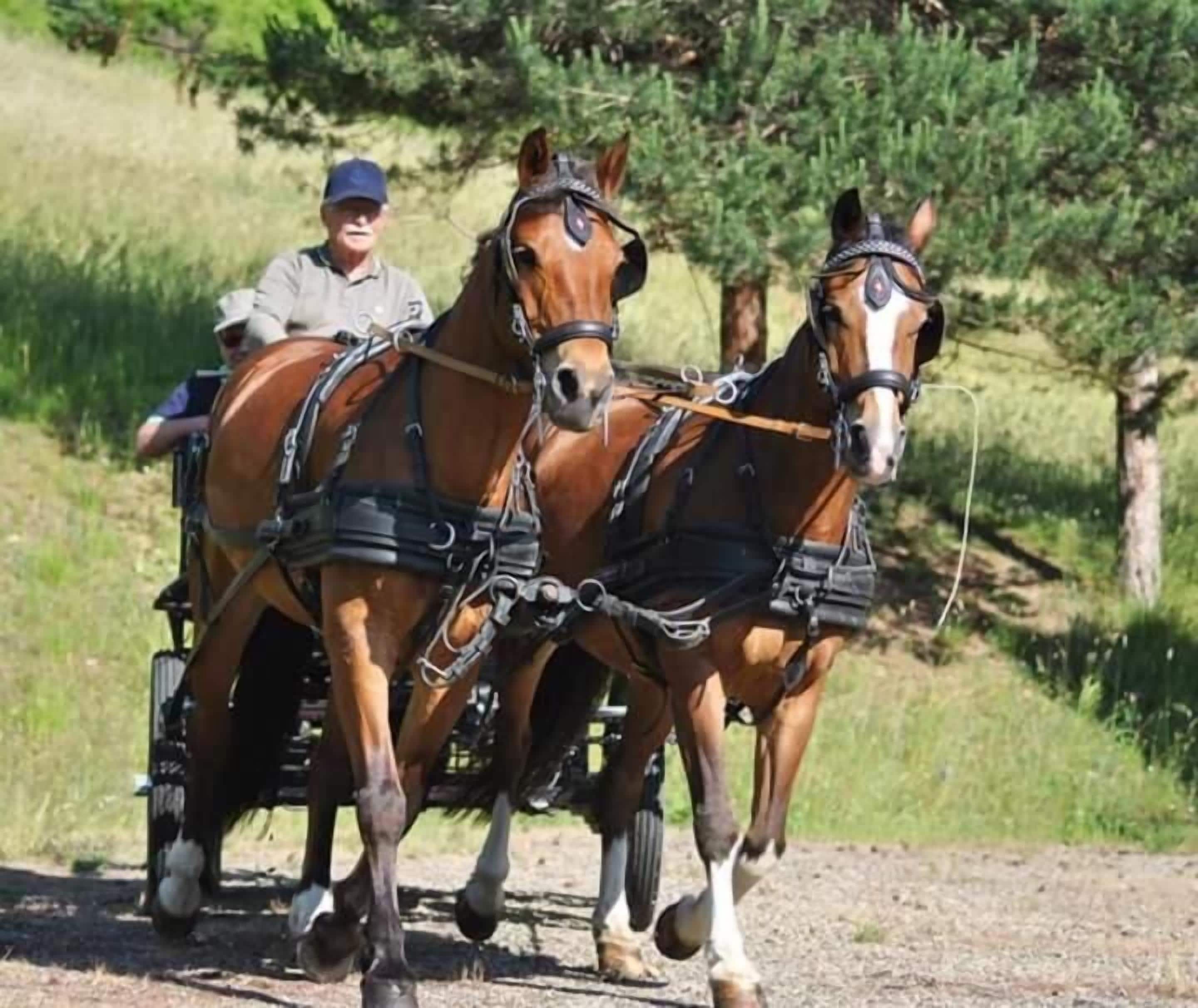 Un carruaje tirado por caballos, con dos caballos atados a un asiento, un cochero y un guía.