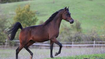 Un caballo corriendo en un campo de hierba.