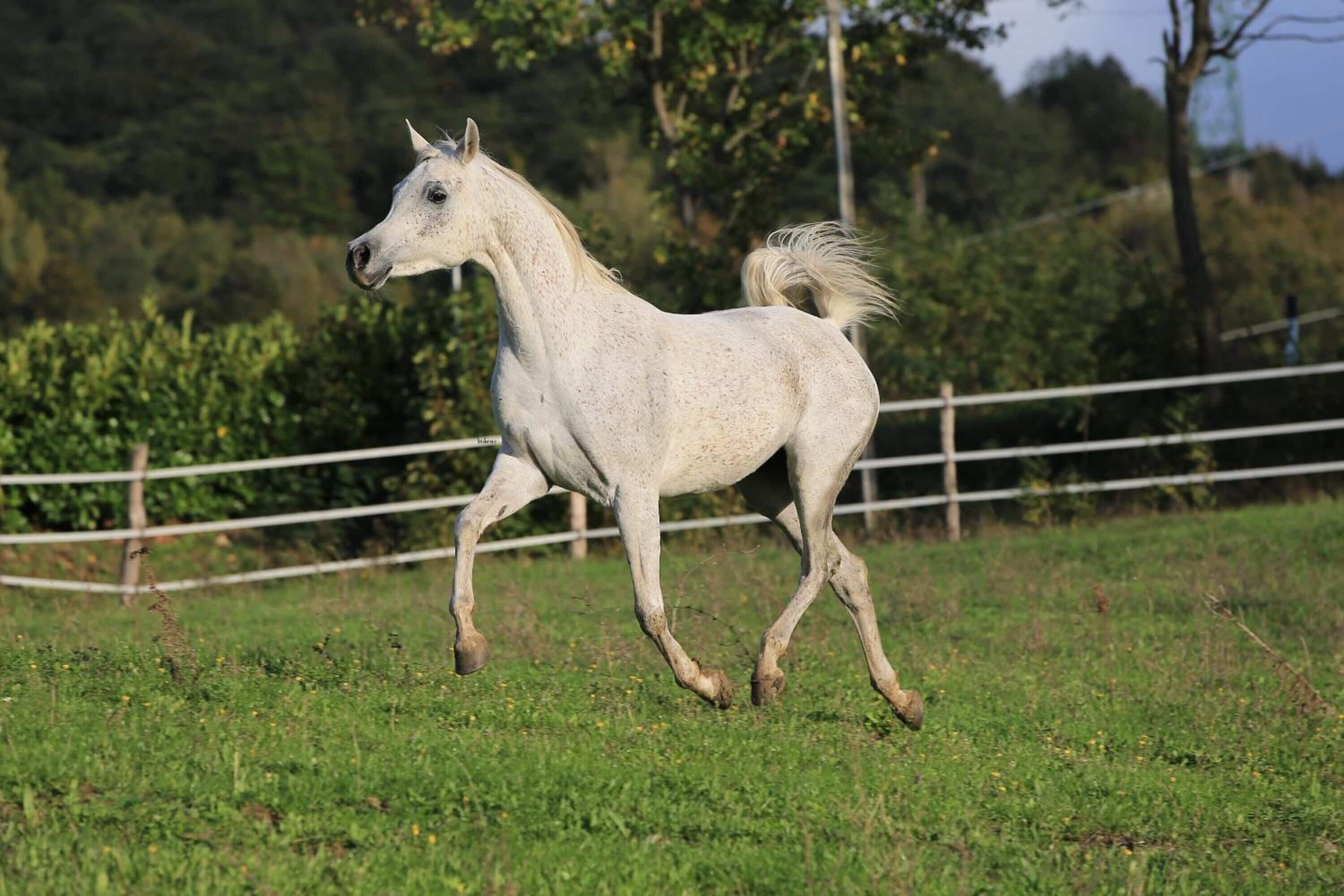 Ein weißes Pferd rennt über eine Wiese, im Hintergrund ein Zaun und Bäume.