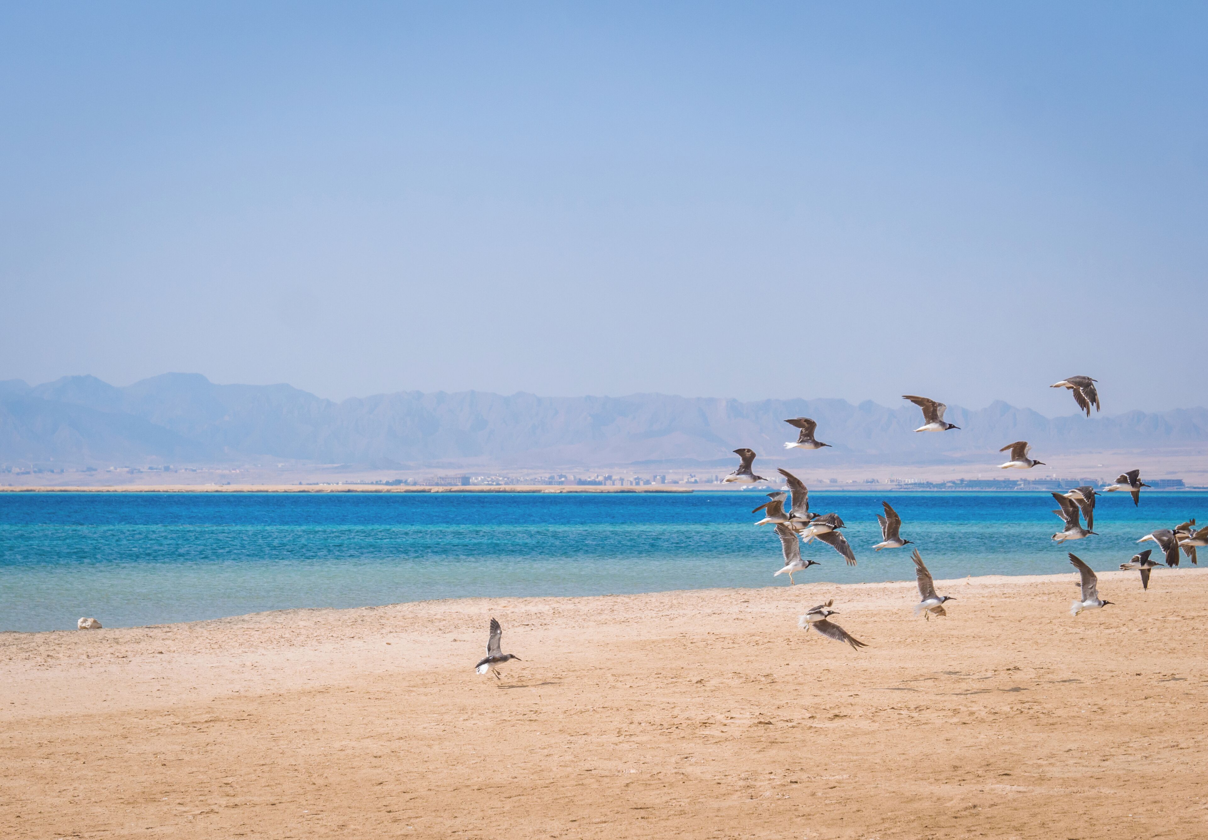 A beach with birds flying and a clear blue sea.