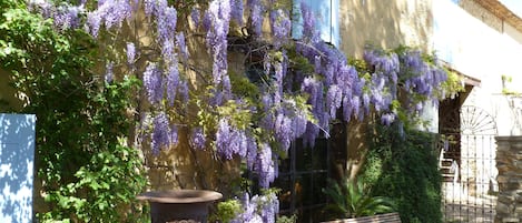 Un jardín con enredaderas de glicina morada, un gran jarro y un banco.