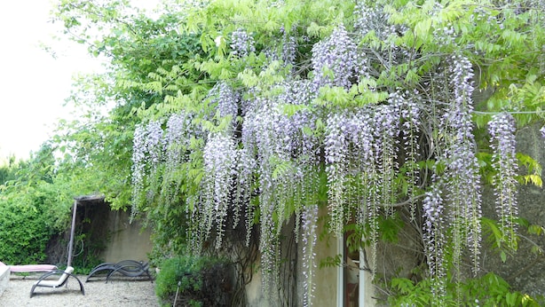 A garden with hanging purple flowers, a stone wall, and a bench. - Mas du Puits d'Amour (Orange)