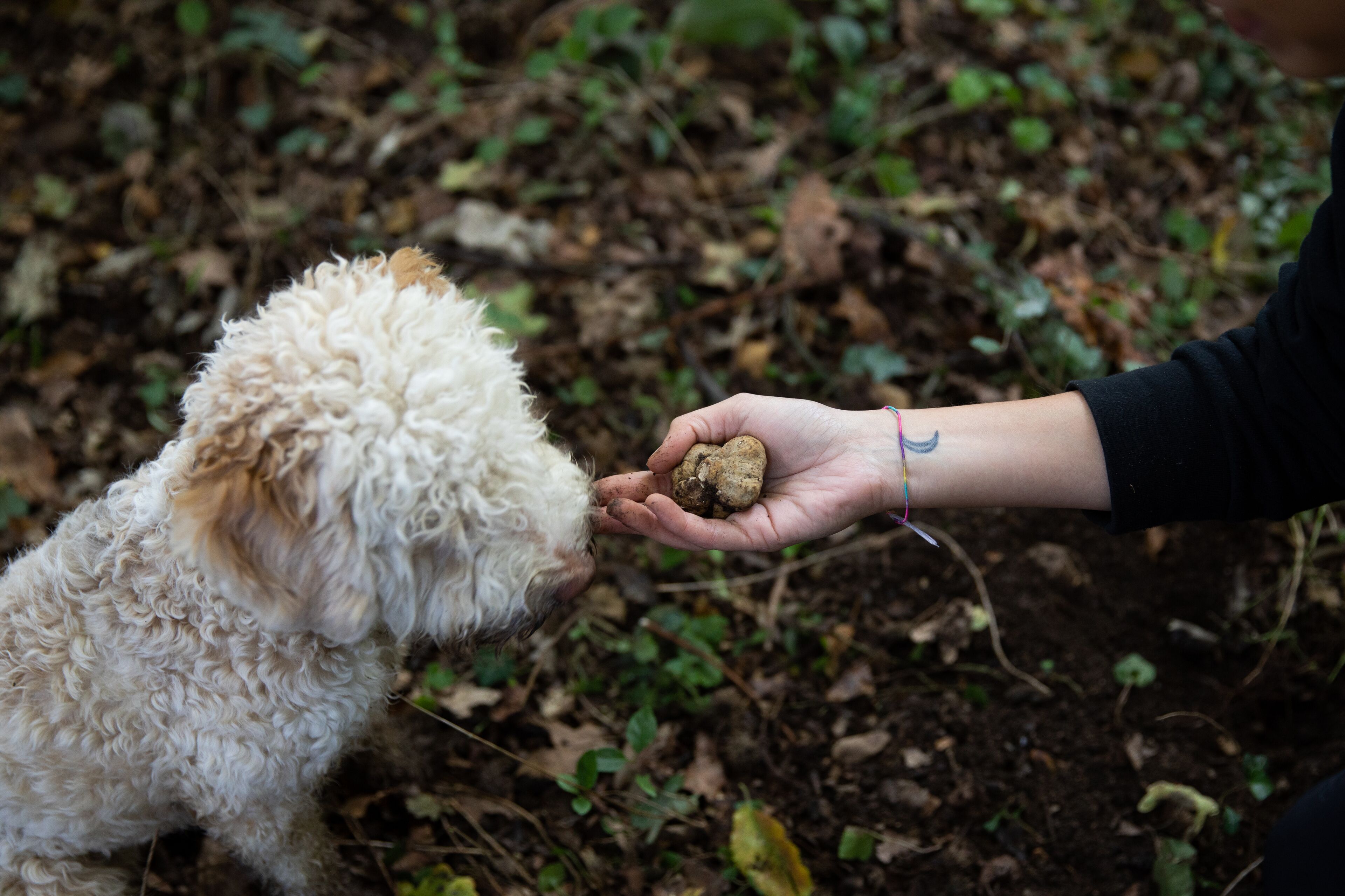 A person holding a small object near a curly-haired dog in a natural outdoor setting.