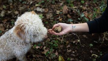 A person holding a small object near a curly-haired dog in a natural outdoor setting.