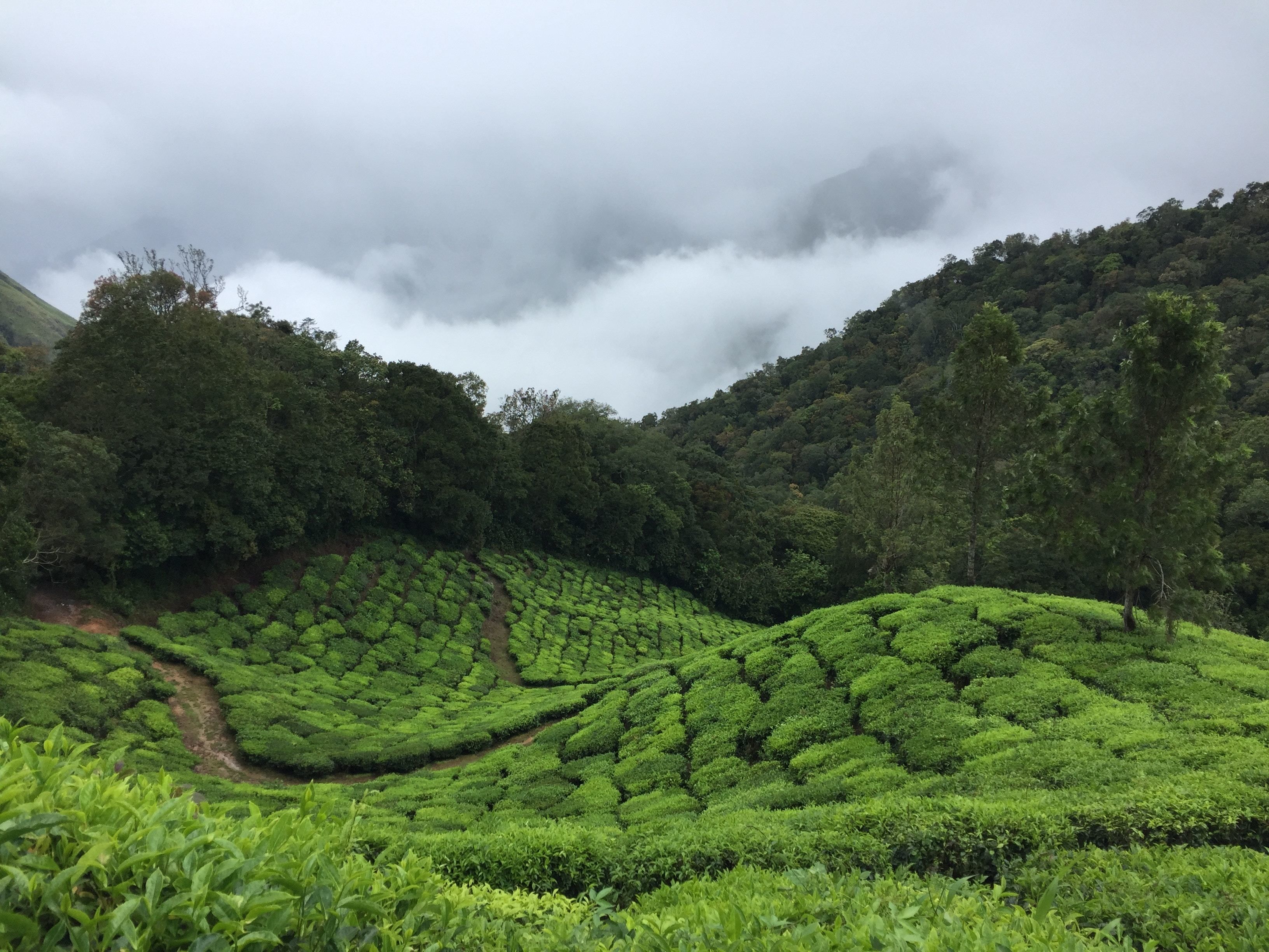 Una exuberante plantación de té con campos escalonados y una montaña boscosa al fondo.