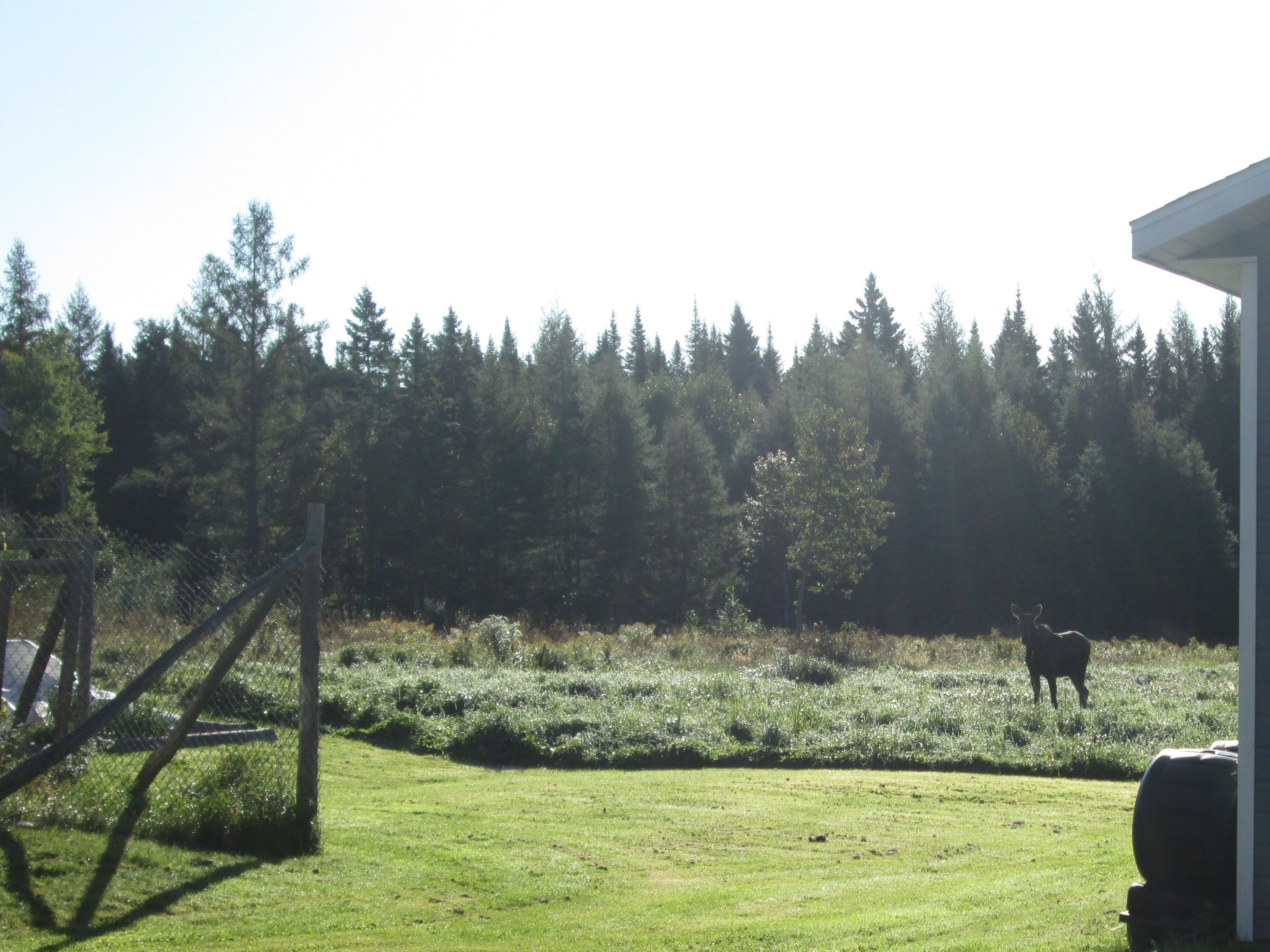 A grassy field with a cow in the distance, surrounded by a dense forest.